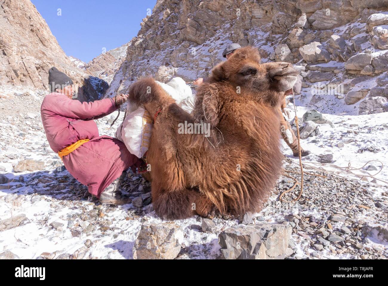 Mongolia Mongolia occidentale, montagne di Altai, Pastore e cammelli carichi di sacche di ghiaccio di acqua di alimentazione Foto Stock