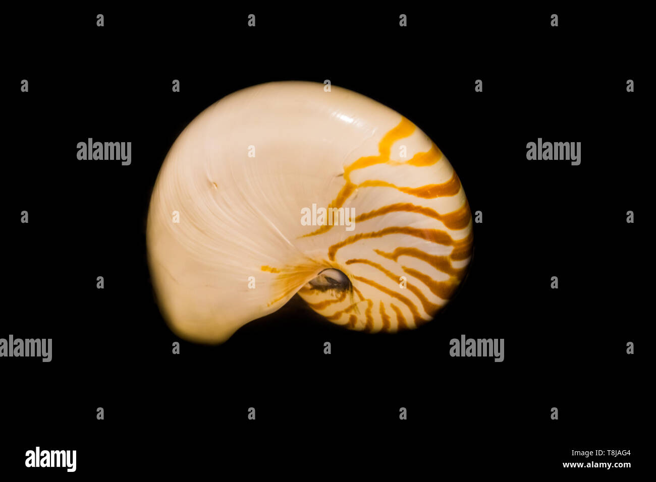 Il guscio di un perlacea nautilus isolata su uno sfondo nero Foto Stock
