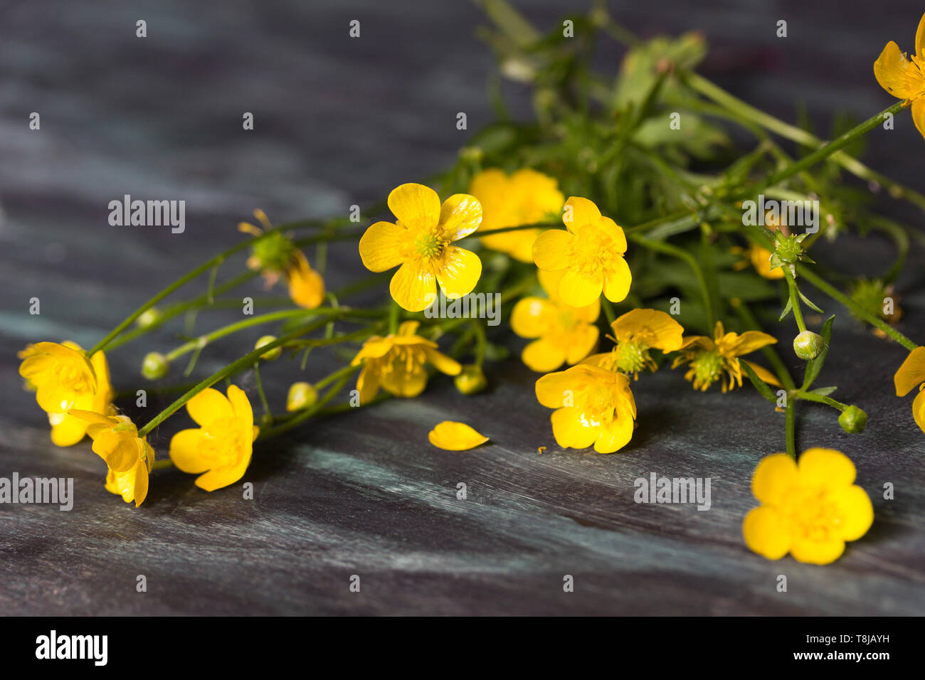 Ranuncolo fiore (Ranunculus acris ) su un sfondo di legno Foto Stock