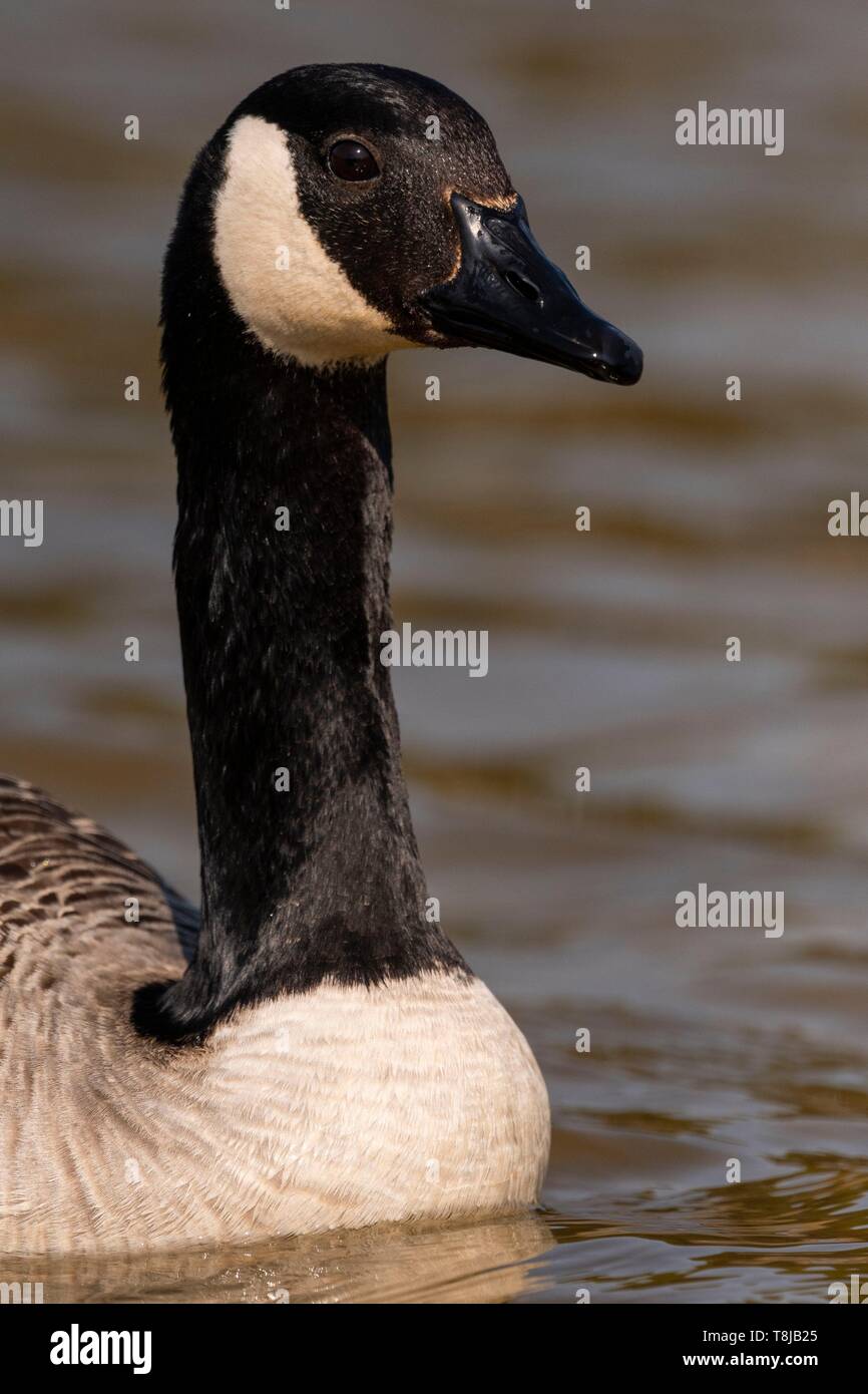 Francia, Somme, Baie de Somme, Baie de Somme Riserva Naturale, Marquenterre parco ornitologico e Saint Quentin en Tourmont, Canada Goose (Branta canadensis Canada Goose) Foto Stock