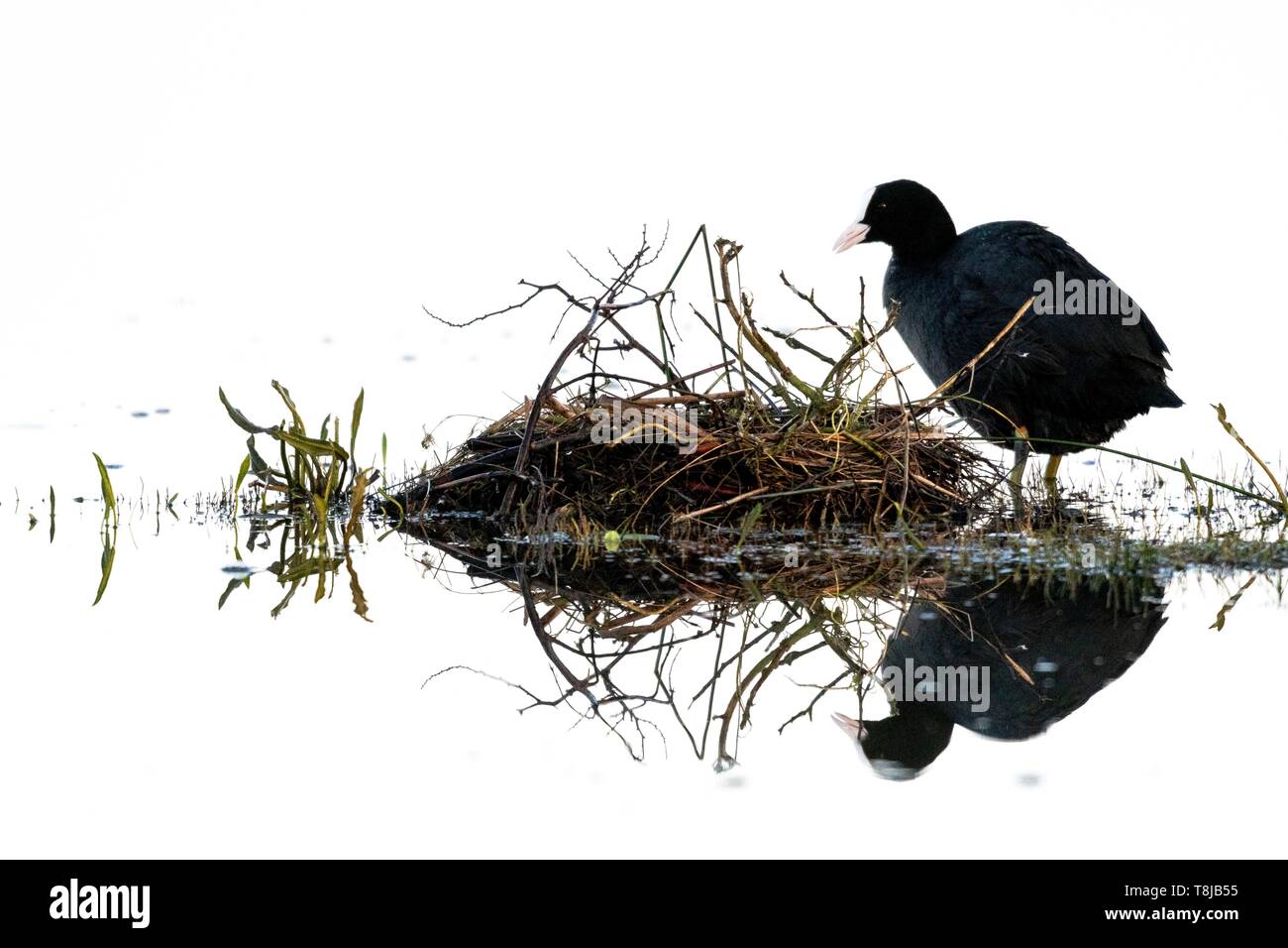 Francia, Somme, Baie de Somme Le Crotoy, Crotoy Marsh, la folaga (fulica atra) edificio occupato il nido in primavera Foto Stock