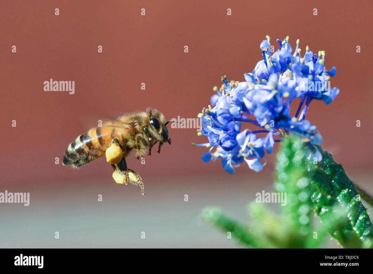 Bee raccogliendo il polline Foto Stock