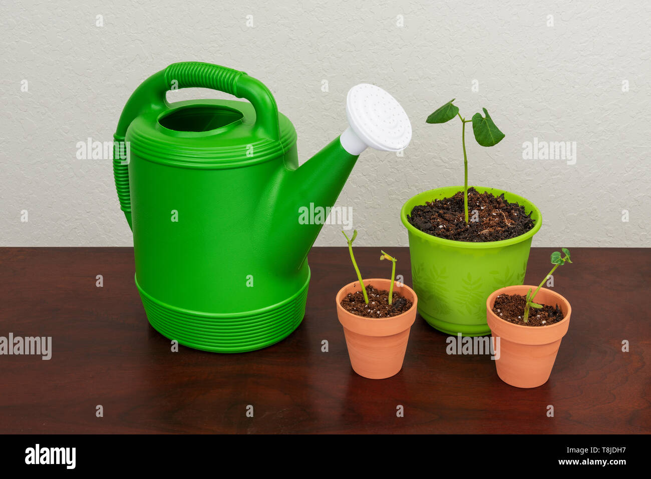Inquadratura orizzontale di un verde annaffiatoio con un becco bianco accanto a tre vasi con le piante giovani in loro. Superficie di legno accanto a una trama bianco indietro Foto Stock