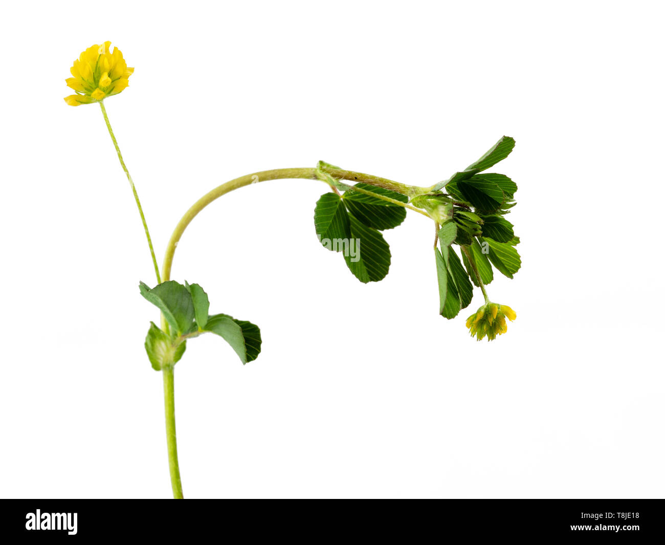 Piccole teste di fiori gialli e trifoglio come le foglie del annuale o biennale Madick nero, Medicago lupulina, su sfondo bianco Foto Stock