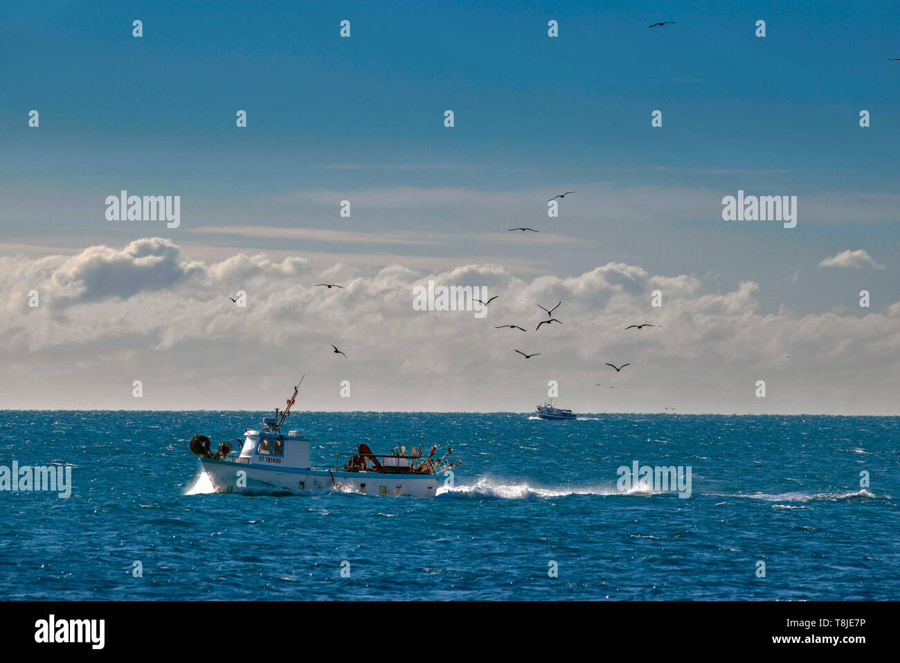 Francia, Herault, Agde, capo di Agde, la pesca in barca seguita da uccelli Foto Stock