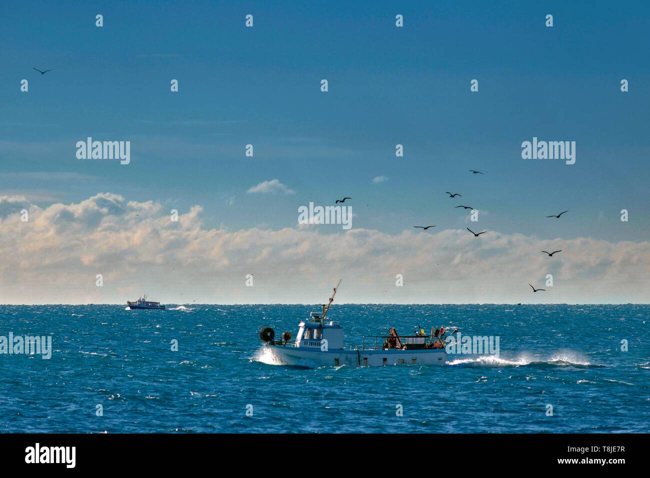 Francia, Herault, Agde, capo di Agde, la pesca in barca seguita da uccelli Foto Stock