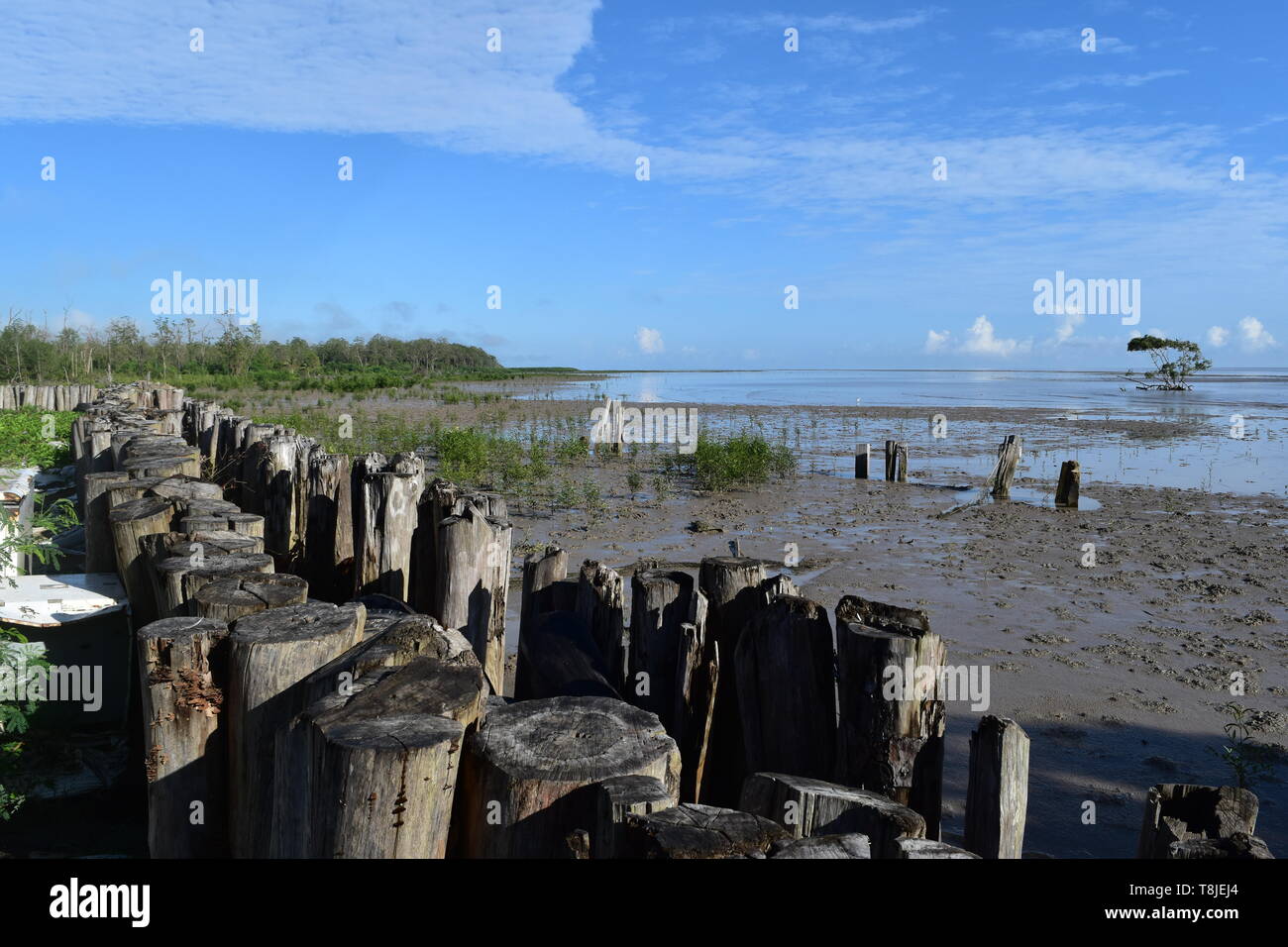 Costa fangosa shore Foto Stock