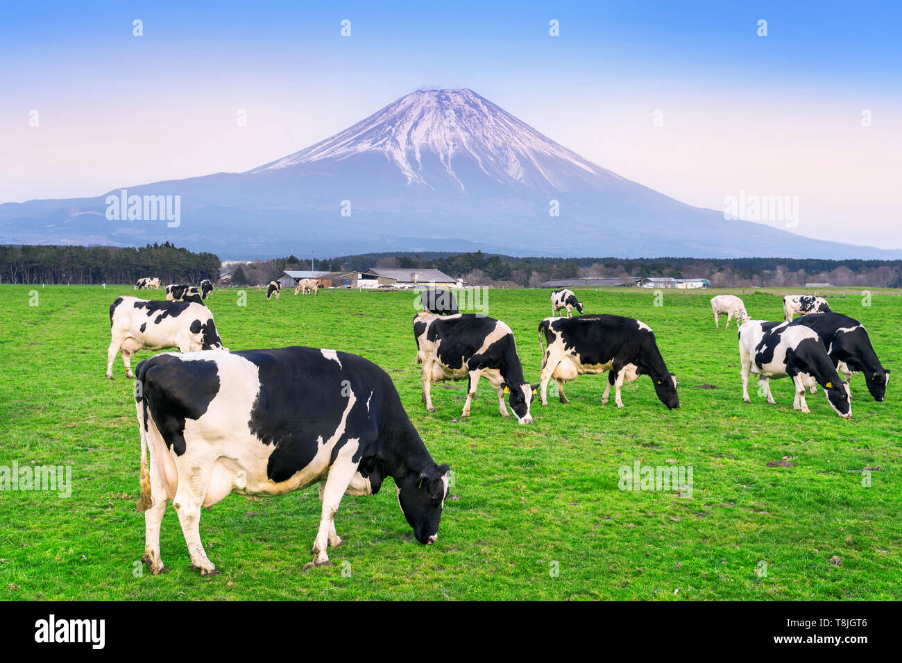 Mucche mangiano erba verde sul campo verde nella parte anteriore del monte Fuji, Giappone. Foto Stock