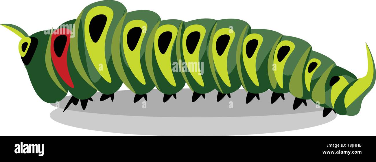 Una foto di un verde caterpillar, vettore, il colore di disegno o illustrazione. Illustrazione Vettoriale