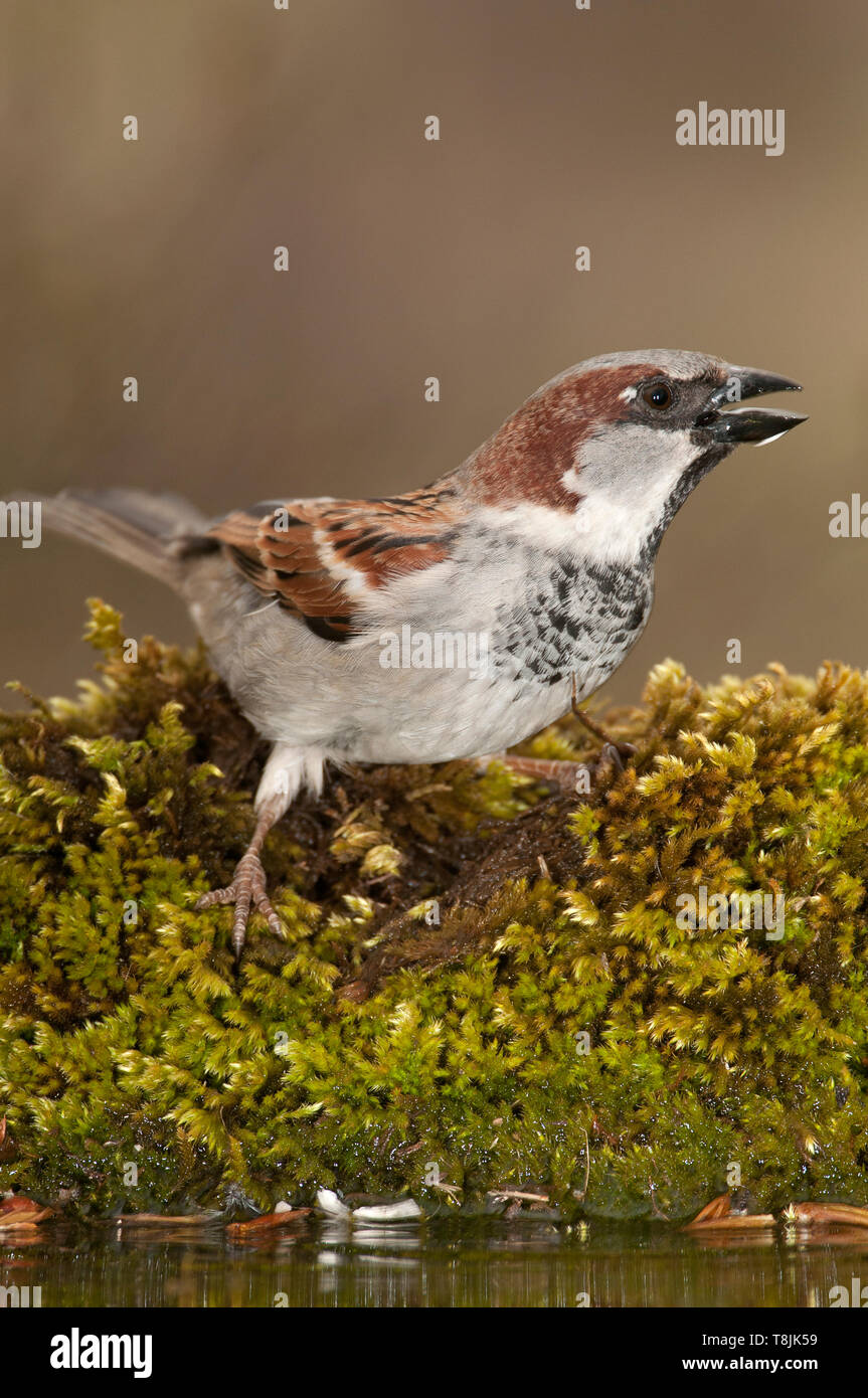 Casa maschio Sparrow - Passer domesticus acqua potabile Foto Stock