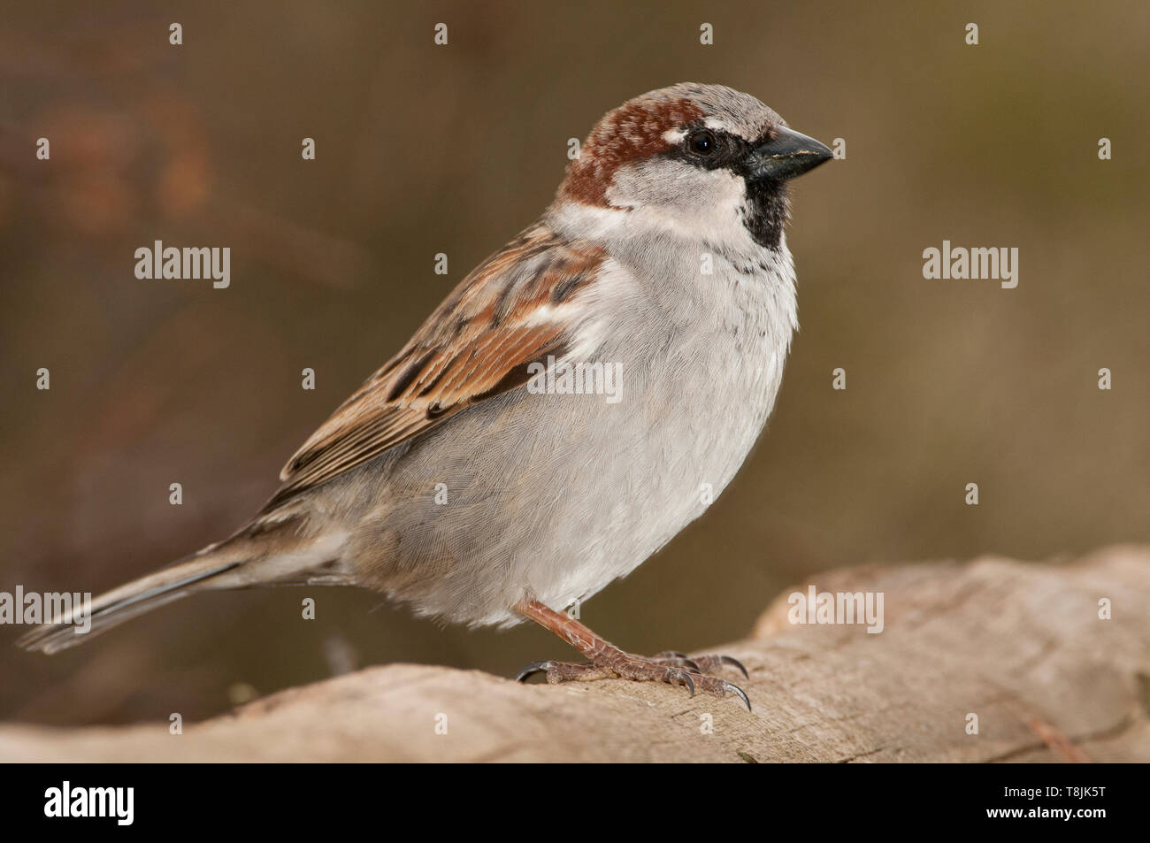 Casa maschio Sparrow - Passer domesticus in piedi su una pietra Foto Stock
