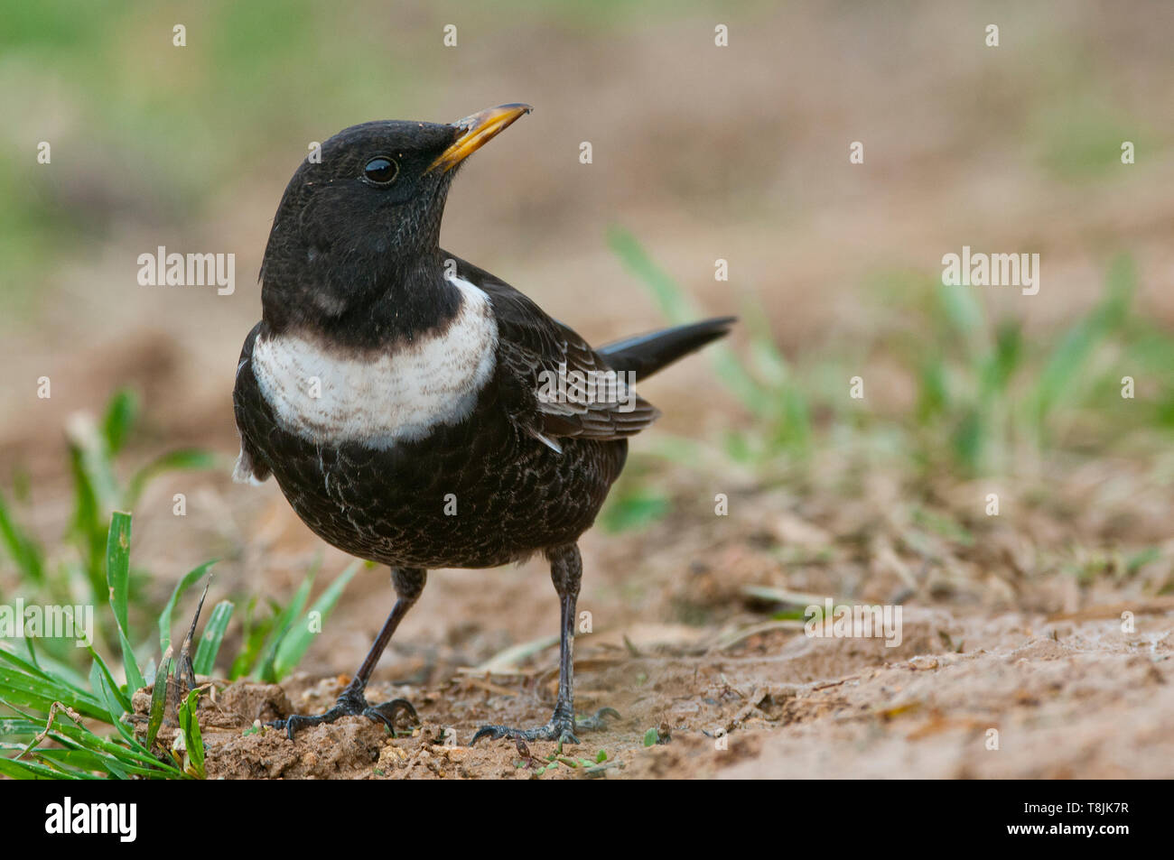 RING OUZEL - Turdus torquatus appollaiato sul terreno Foto Stock