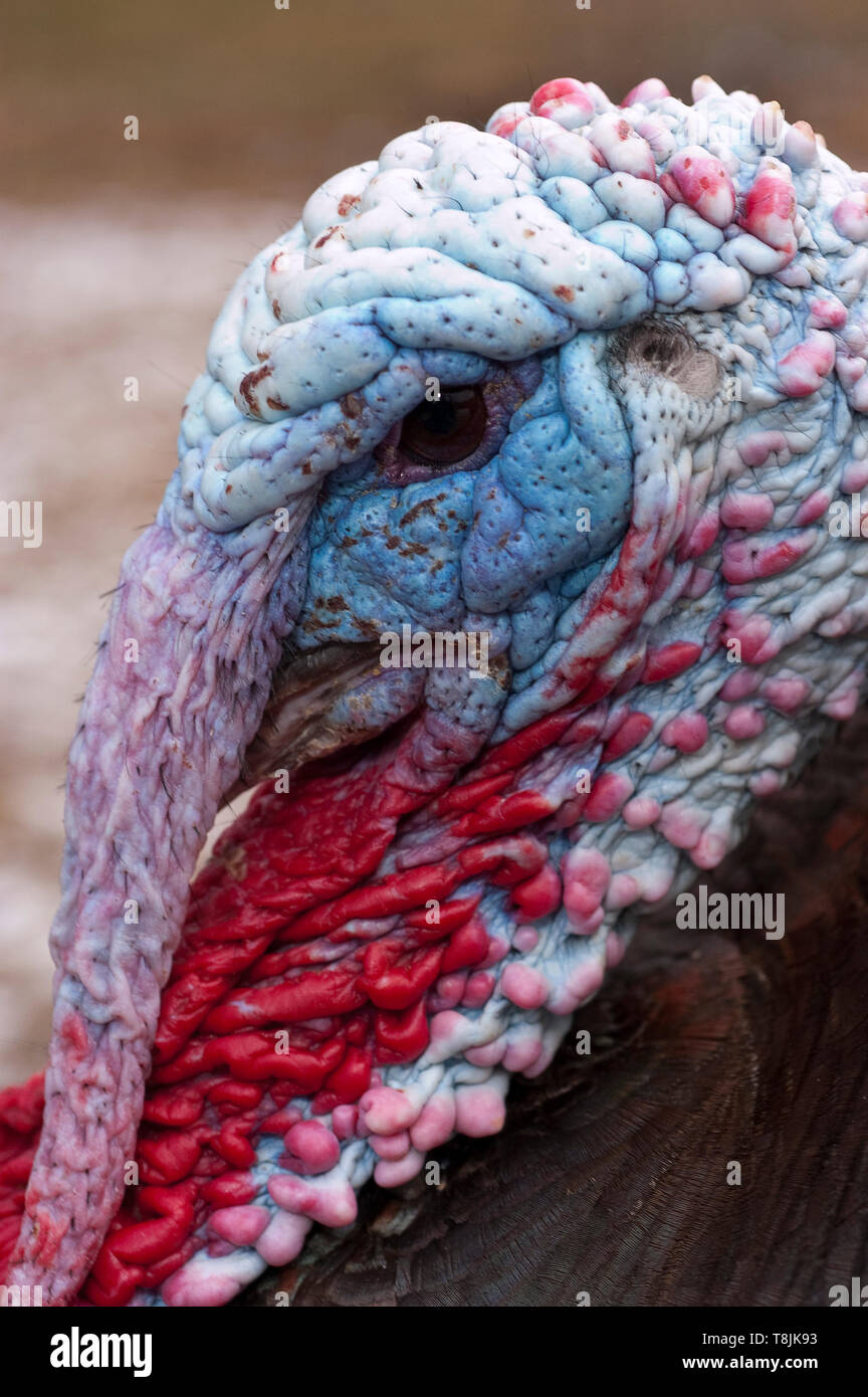 Il tacchino selvatico - Meleagris gallopavo maschio Foto Stock