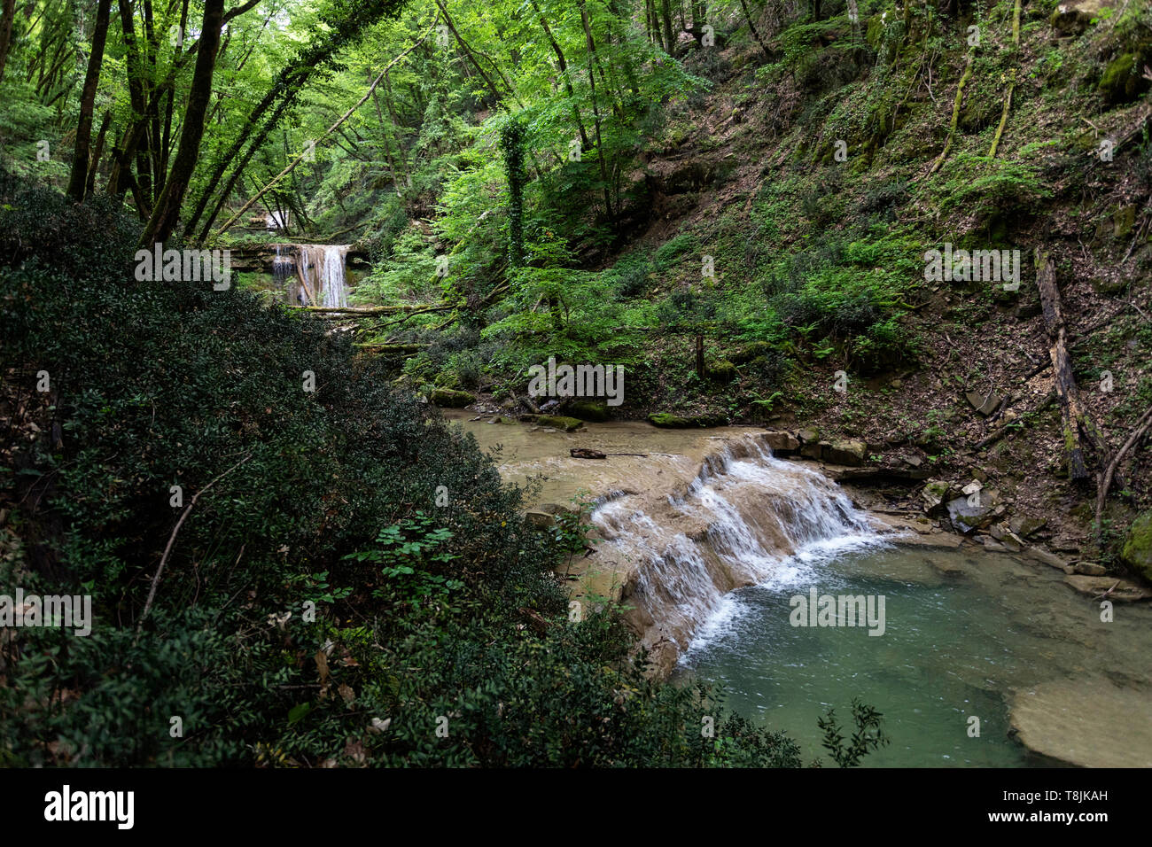 Wild fiume di montagna - la corrente che fluisce attraverso una folta foresta verde ad una bellissima piscina naturale in fitti boschi. Pasjak, Slovenia Foto Stock
