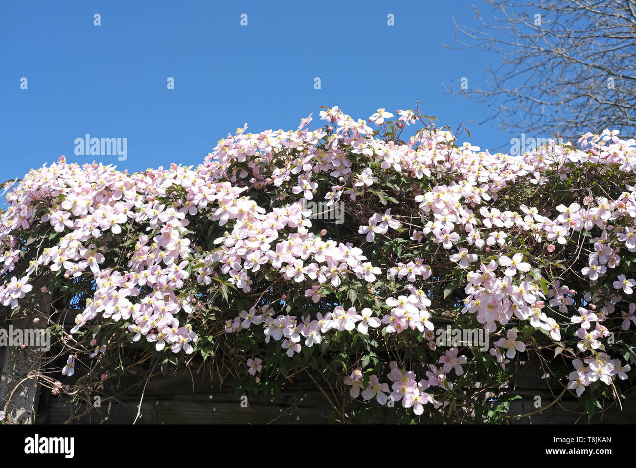 Masse di colore rosa pallido Clematis Montana scrambling fiori sopra la parte superiore di un giardino recinto in tarda primavera. Foto Stock