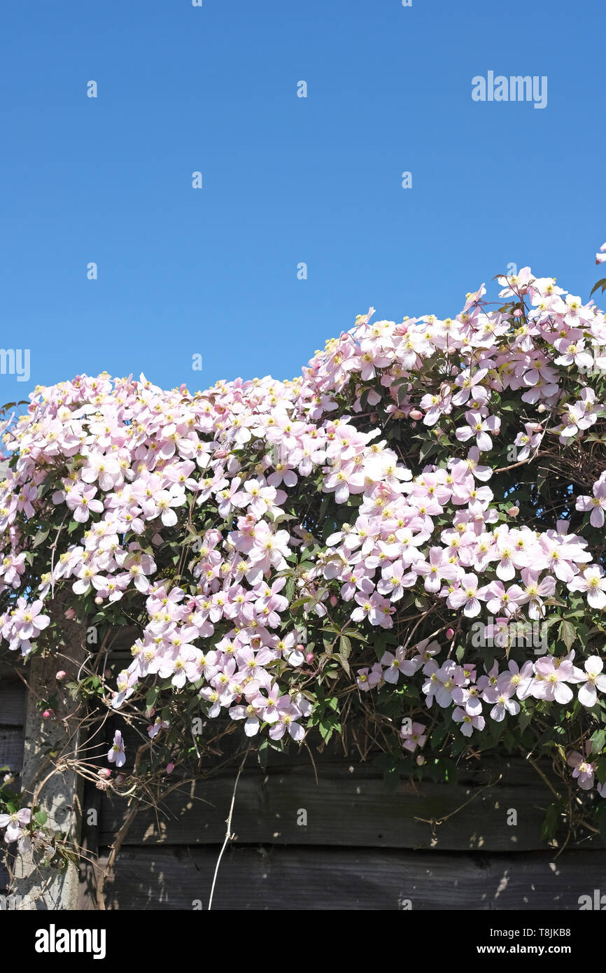 Masse di colore rosa pallido Clematis Montana scrambling fiori sopra la parte superiore di un giardino recinto in tarda primavera. Foto Stock