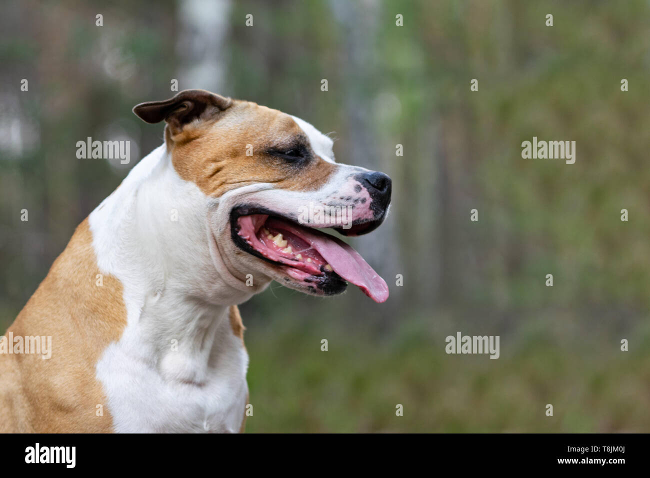 Amstaff sta giocando nella foresta in una soleggiata giornata di primavera. Il cane rappresenta per l'immagine. Foto Stock