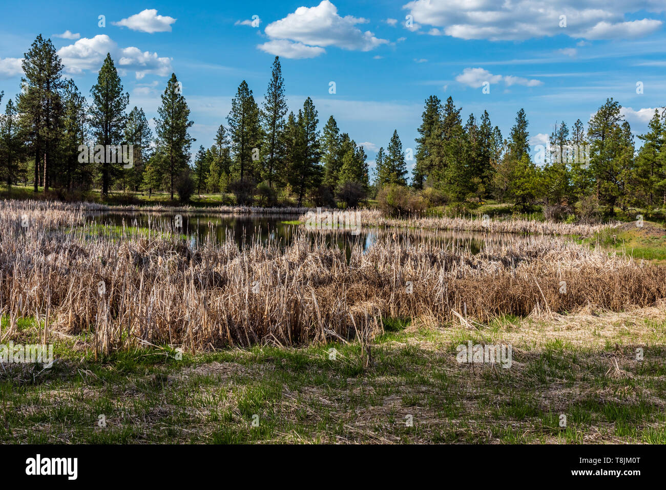 West Blackhorse lago a Turnbull National Wildlife Refuge Foto Stock