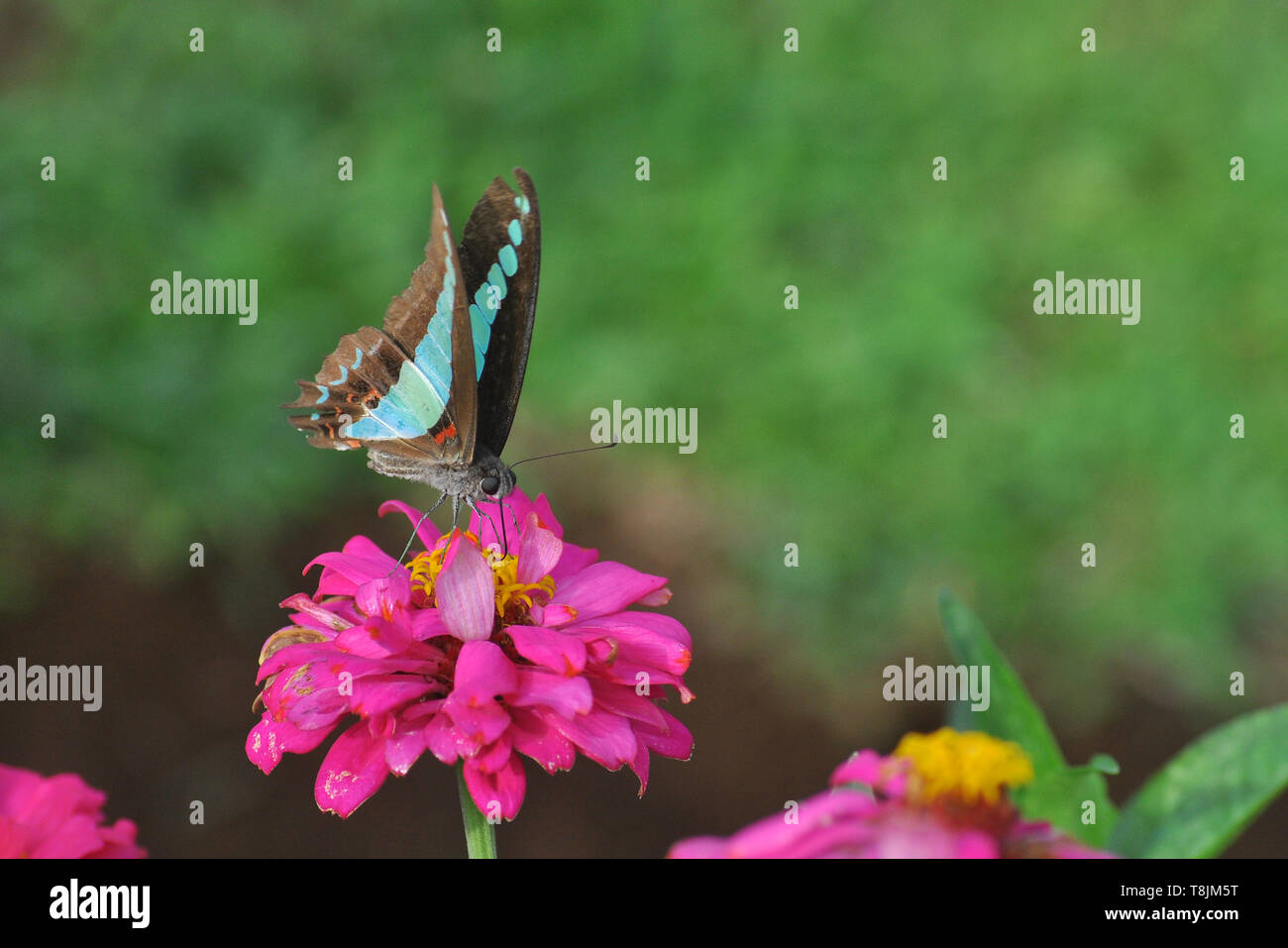 Farfalla sulla zinnia fiore con sfocatura dello sfondo bokeh di fondo Foto Stock