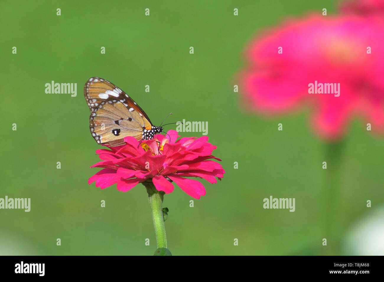 Farfalla sulla zinnia fiore con sfocatura dello sfondo bokeh di fondo Foto Stock