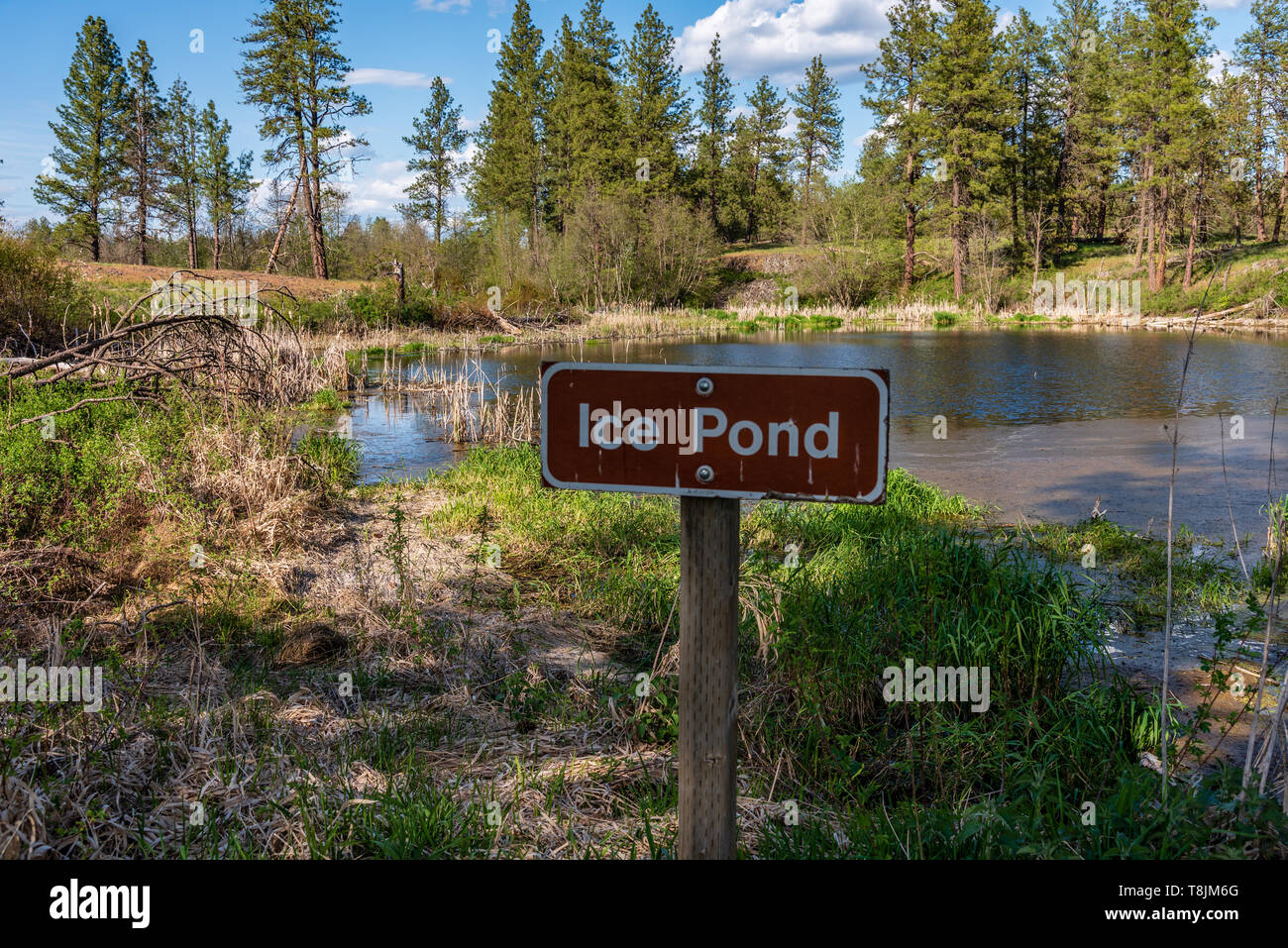 Laghetto di ghiaccio a Turnbull National Wildlife Refuge Foto Stock