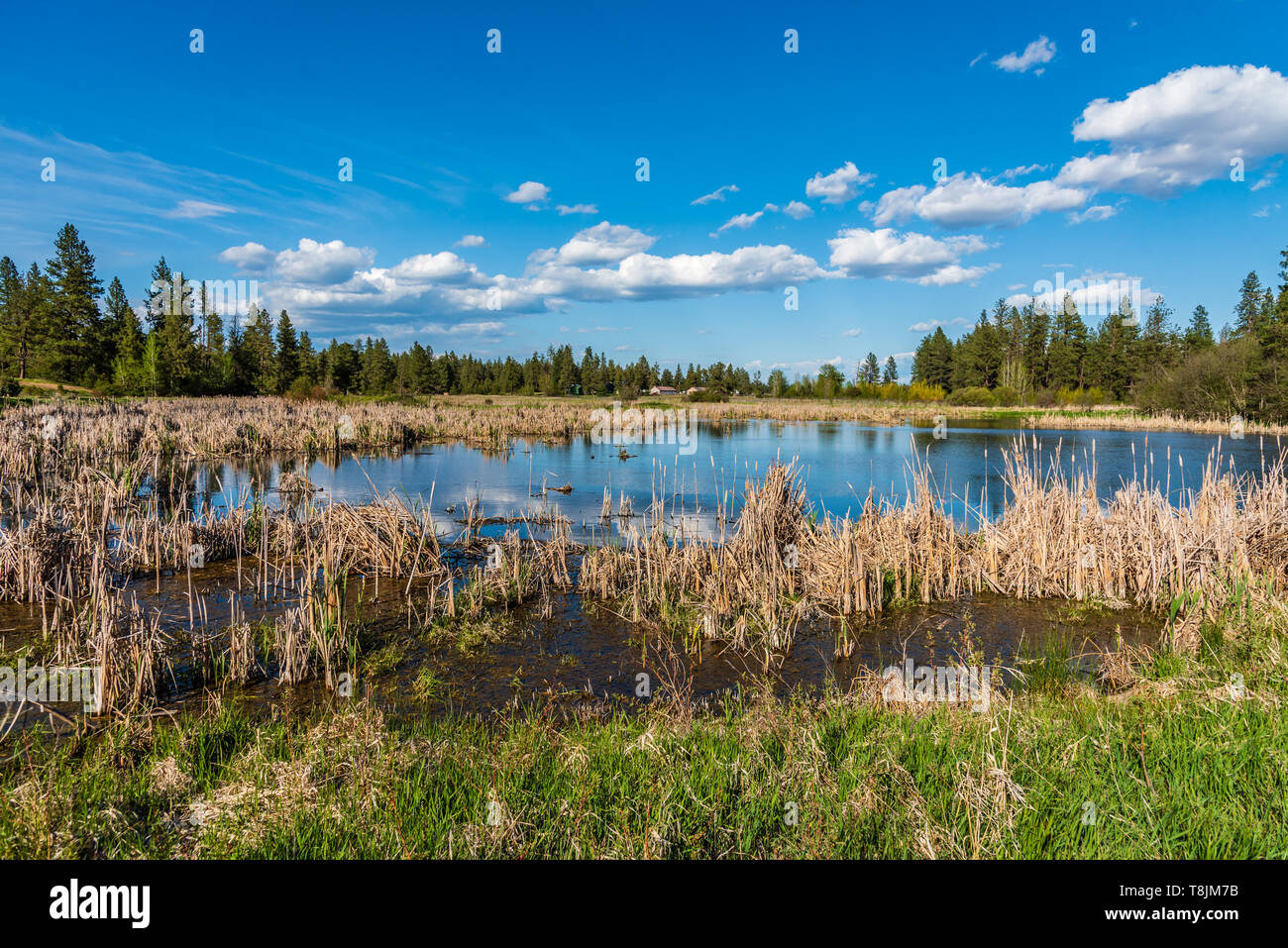 Winslow Piscina a Turnbull National Wildlife Refuge Foto Stock