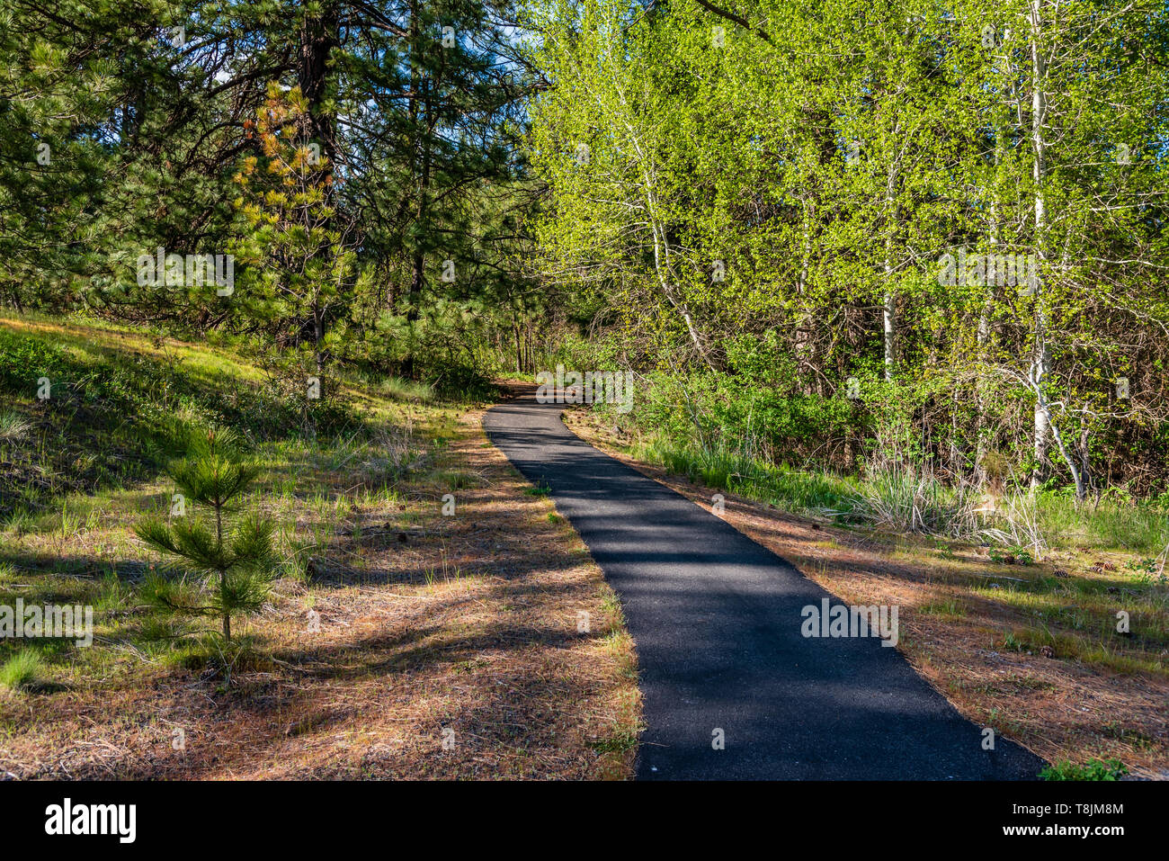 Pine Loop Trail a Turnbull National Wildlife Refuge Foto Stock