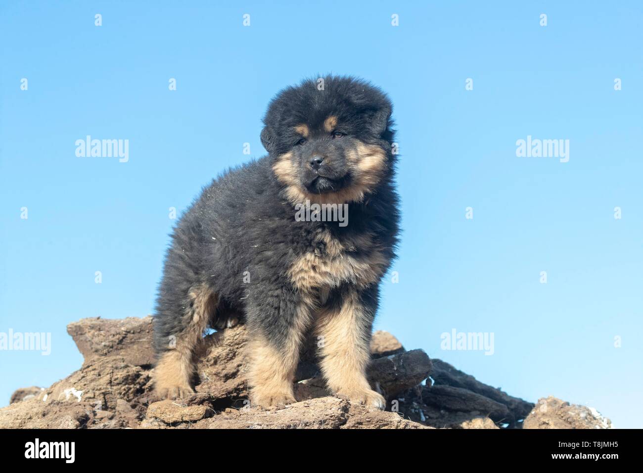 Mongolia Mongolia Est, area di steppa, Il Mastino tibetano è un grande cane tibetano razza (Canis lupus familiaris), 5 mesi di età Foto Stock