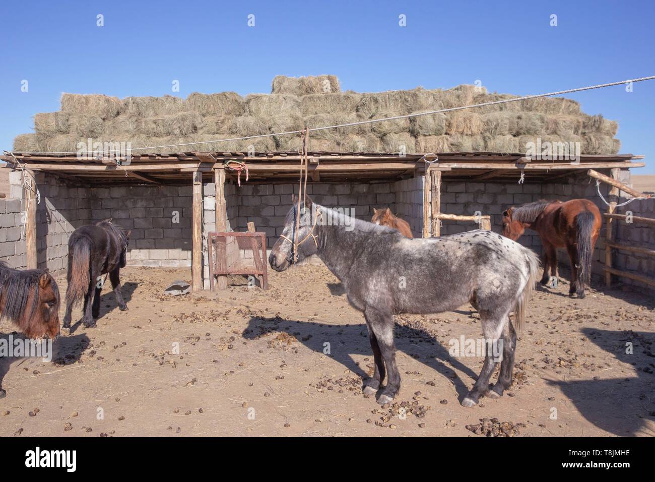 Mongolia Mongolia Est, area di steppa, cavalli vicino la ger Foto Stock