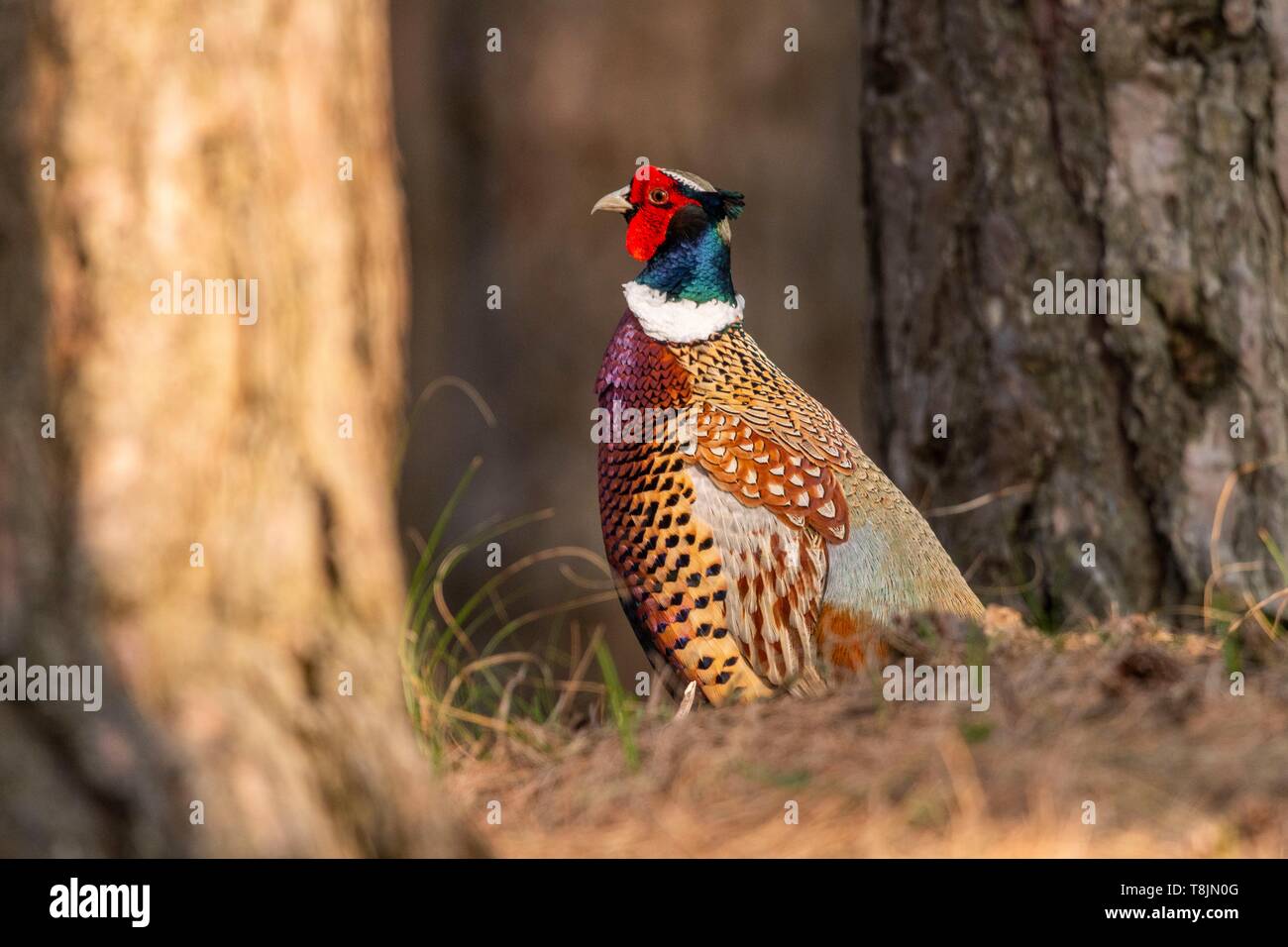 Francia, Somme, Baie de Somme, Baie de Somme Riserva Naturale, Marquenterre parco ornitologico e Saint Quentin en Tourmont, fagiano comune (Phasianus colchicus) Foto Stock