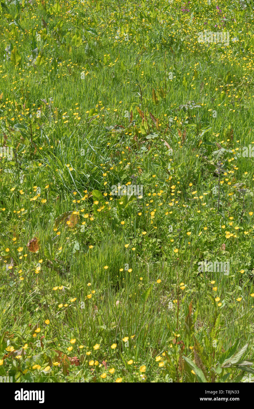 Patch di creeping invasiva renoncules / Ranunculus repens sulla soleggiata giornata estiva. Vegetazione invasiva o piante invasive concetto, sorpassato da erbacce Foto Stock