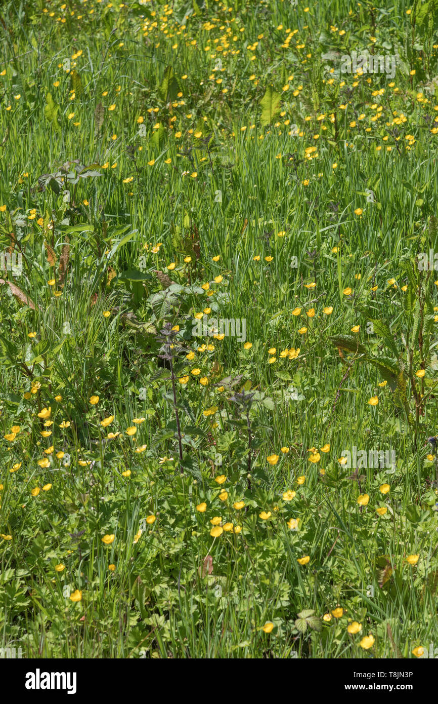 Patch di creeping invasiva renoncules / Ranunculus repens sulla soleggiata giornata estiva. Vegetazione invasiva o piante invasive concetto, sorpassato da erbacce Foto Stock