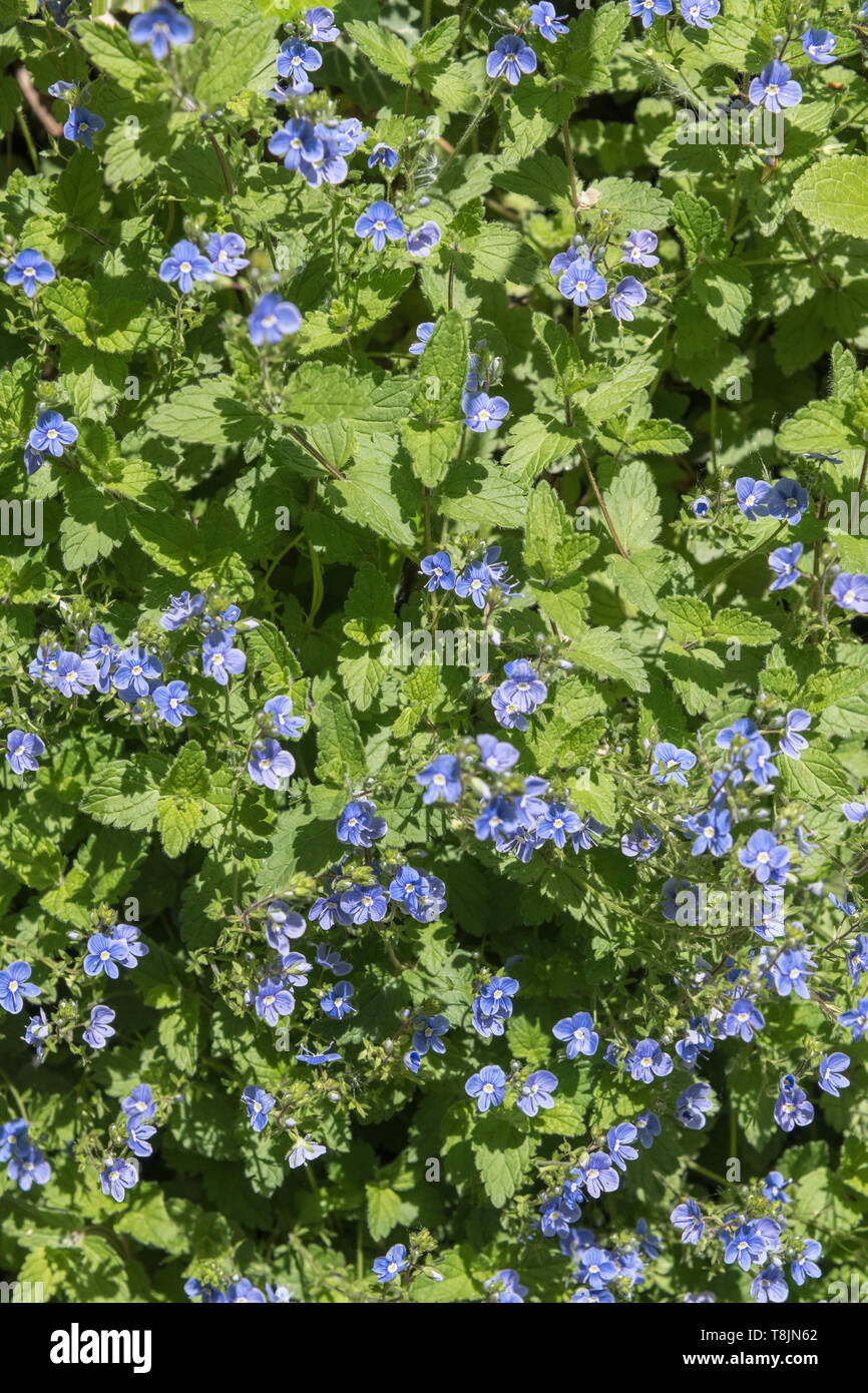 Patch di piccoli fiori blu di Germander Speedwell / Veronica chamaedrys nella luce del sole. Utilizzata in precedenza come pianta medicinale in rimedi a base di erbe. Foto Stock