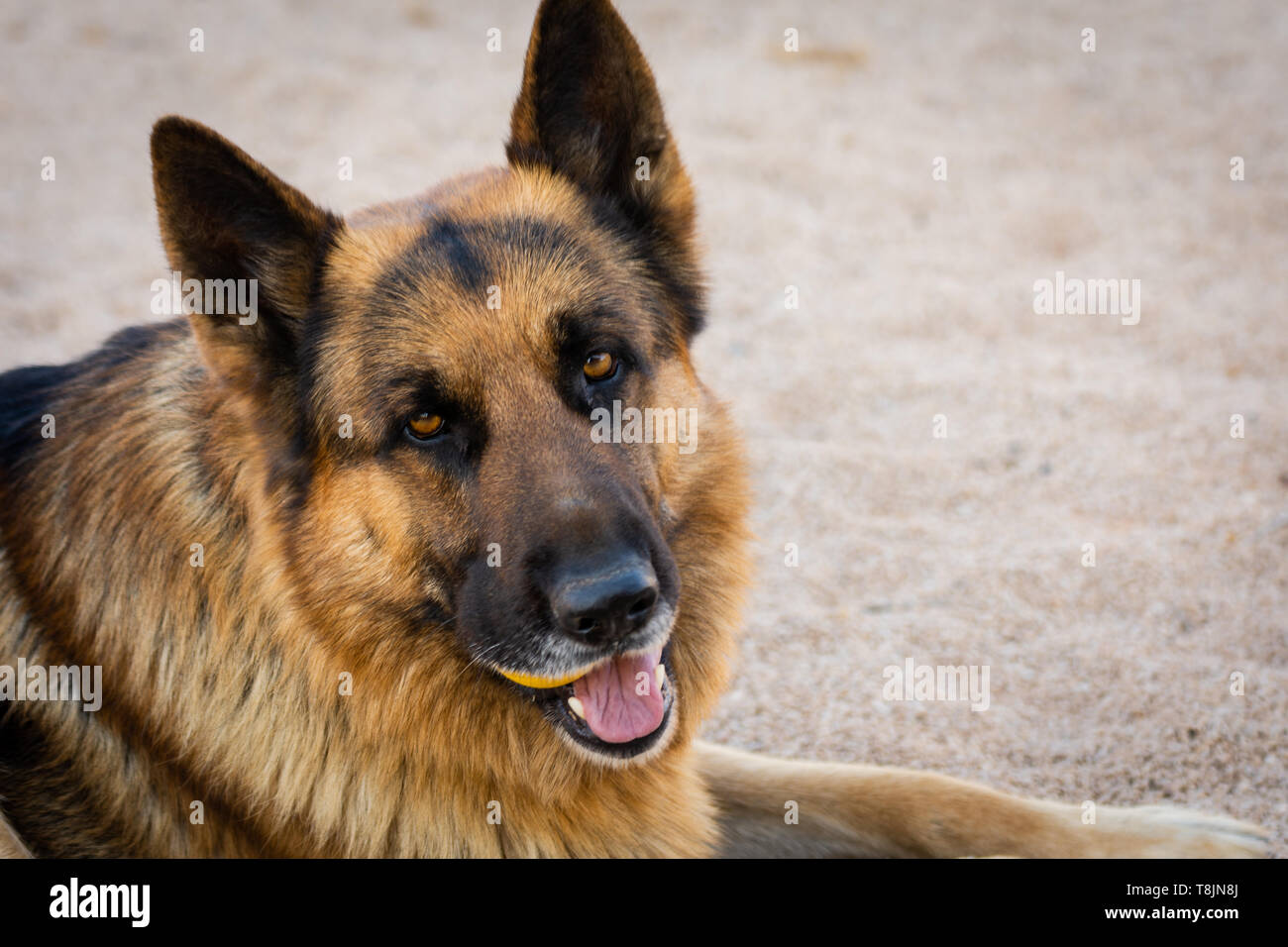 Close-up di pastore tedesco dog face. Animali domestici ritratto. Outdoor ritratto naturale Foto Stock
