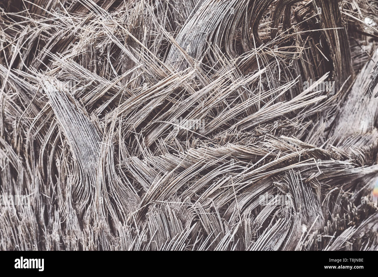 Chiudere l immagine di un palm tree trunk, dai toni di colore sfondo naturale o texture, il fuoco selettivo. Foto Stock