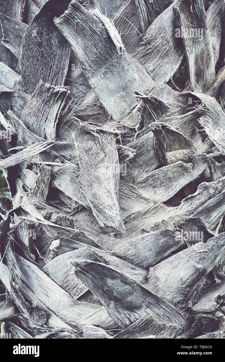 Chiudere l immagine di un palm tree trunk, dai toni di colore sfondo naturale o texture, il fuoco selettivo. Foto Stock