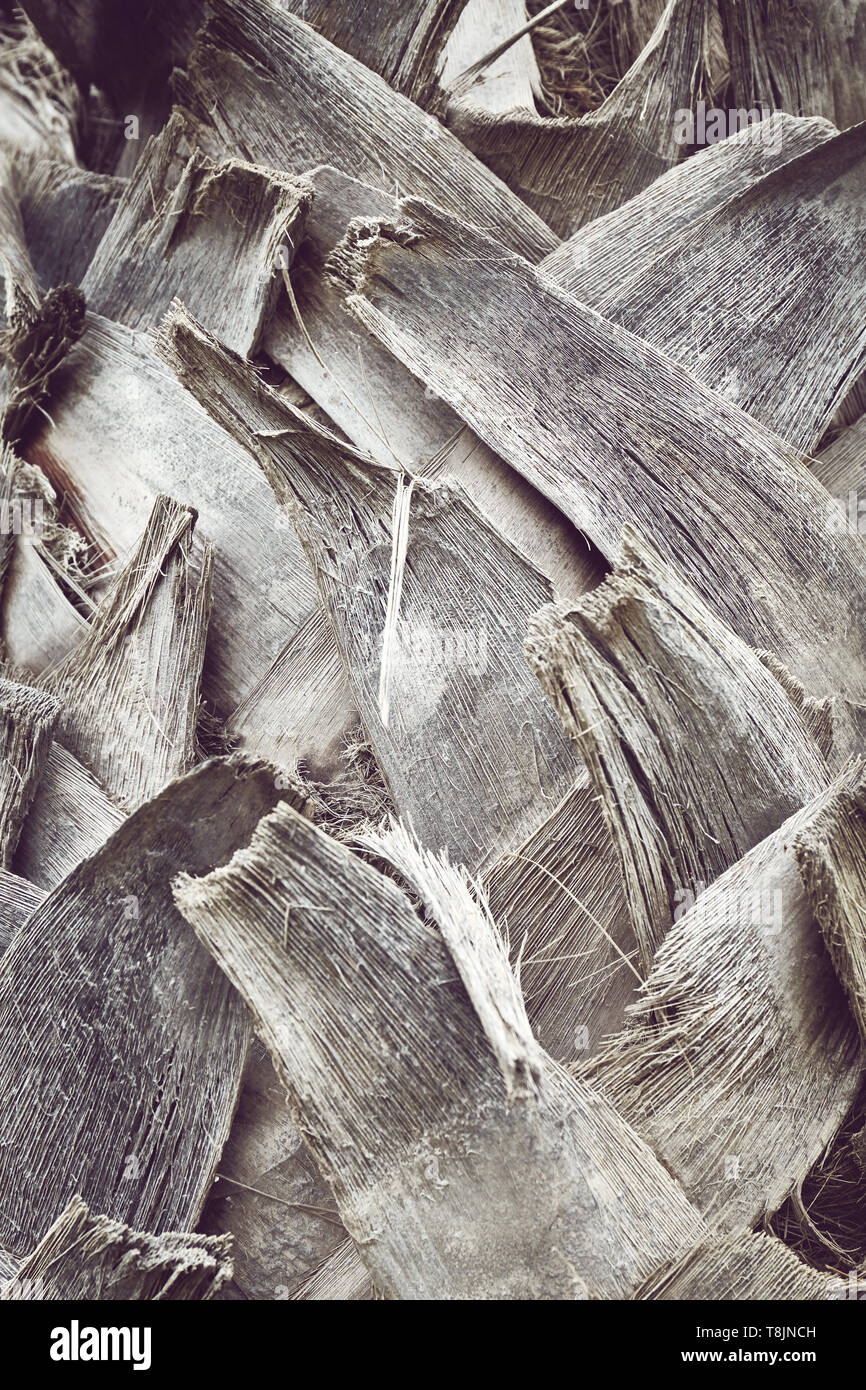 Chiudere l immagine di un palm tree trunk, dai toni di colore sfondo naturale o texture, il fuoco selettivo. Foto Stock