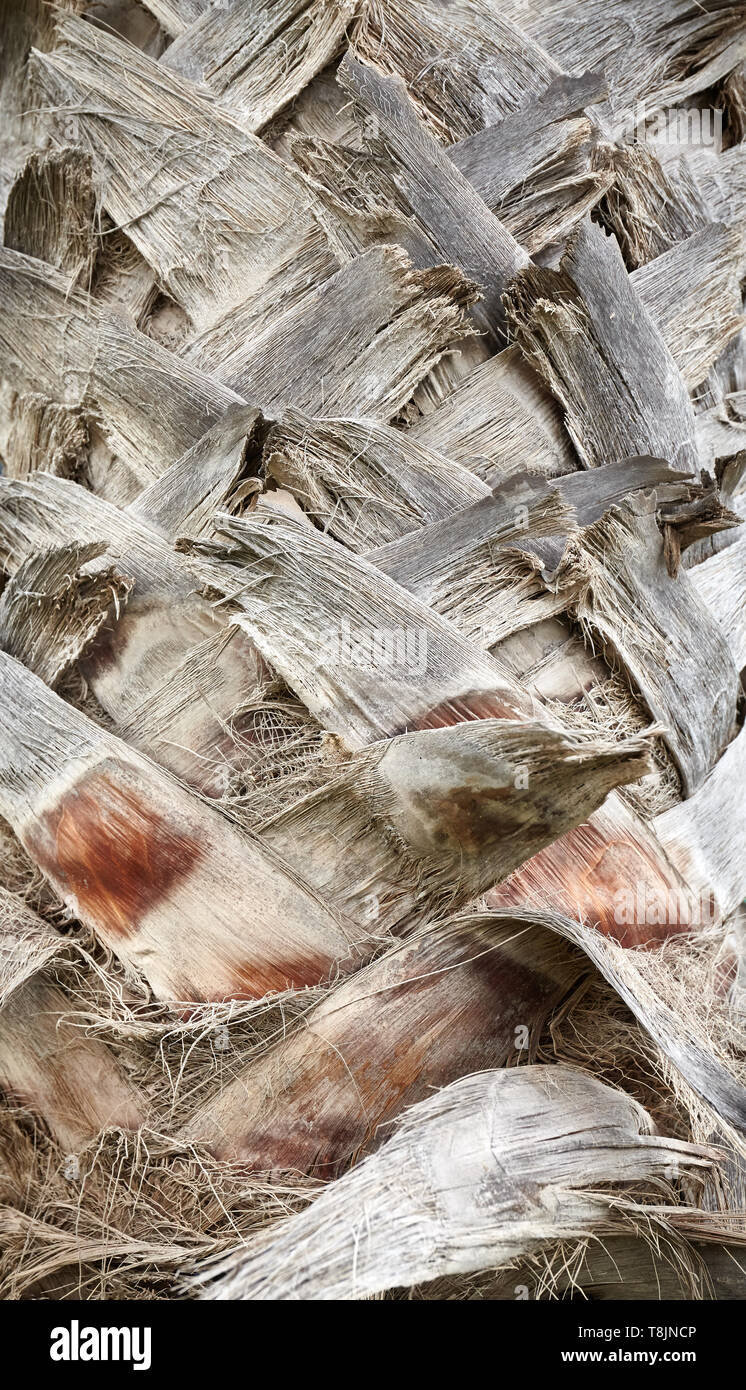 Chiudere l immagine di un palm tree trunk, sfondo naturale o texture, il fuoco selettivo. Foto Stock