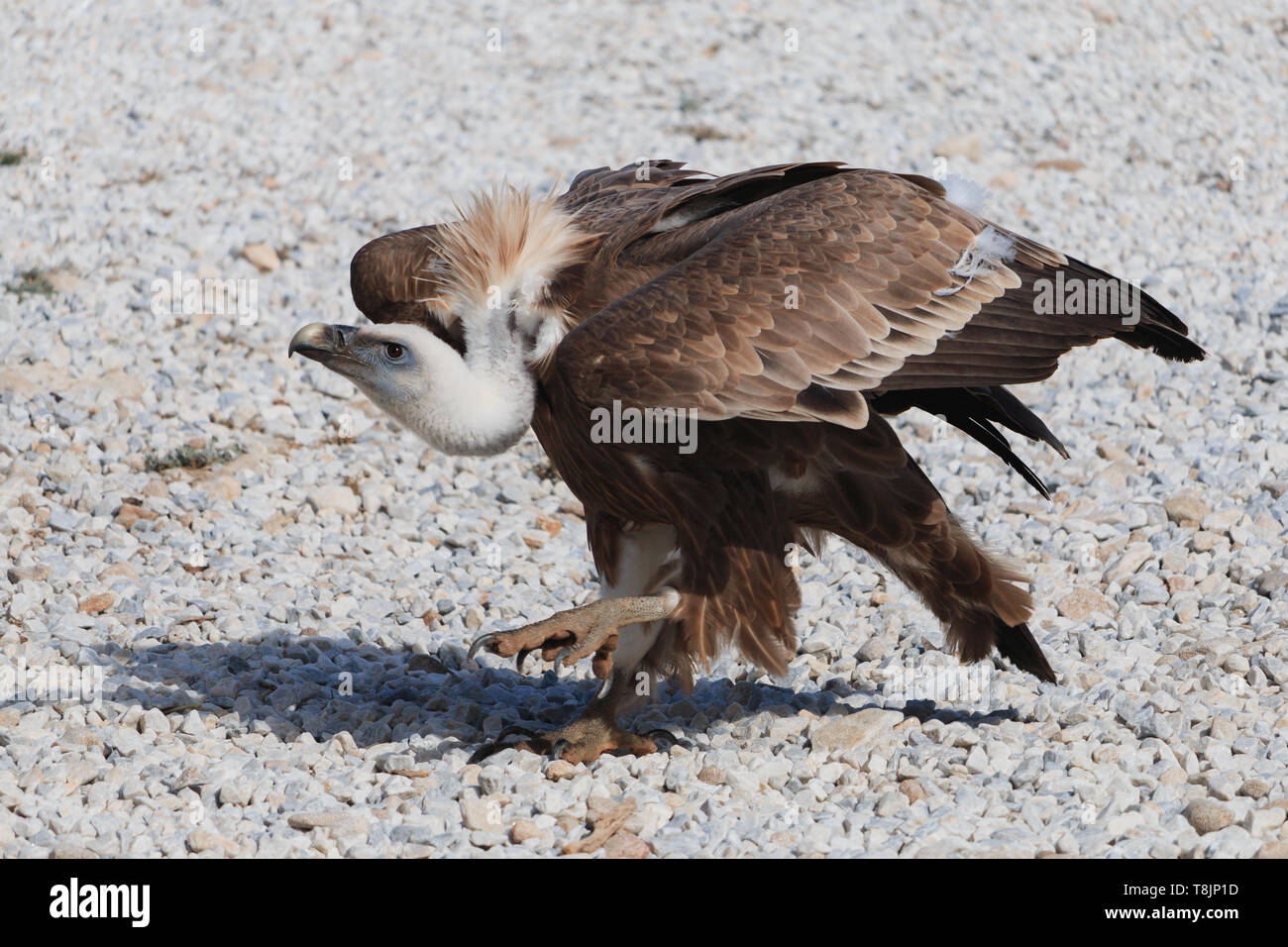 Avvoltoio passeggiate sulla ghiaia. Grande Uccello preditor Foto Stock