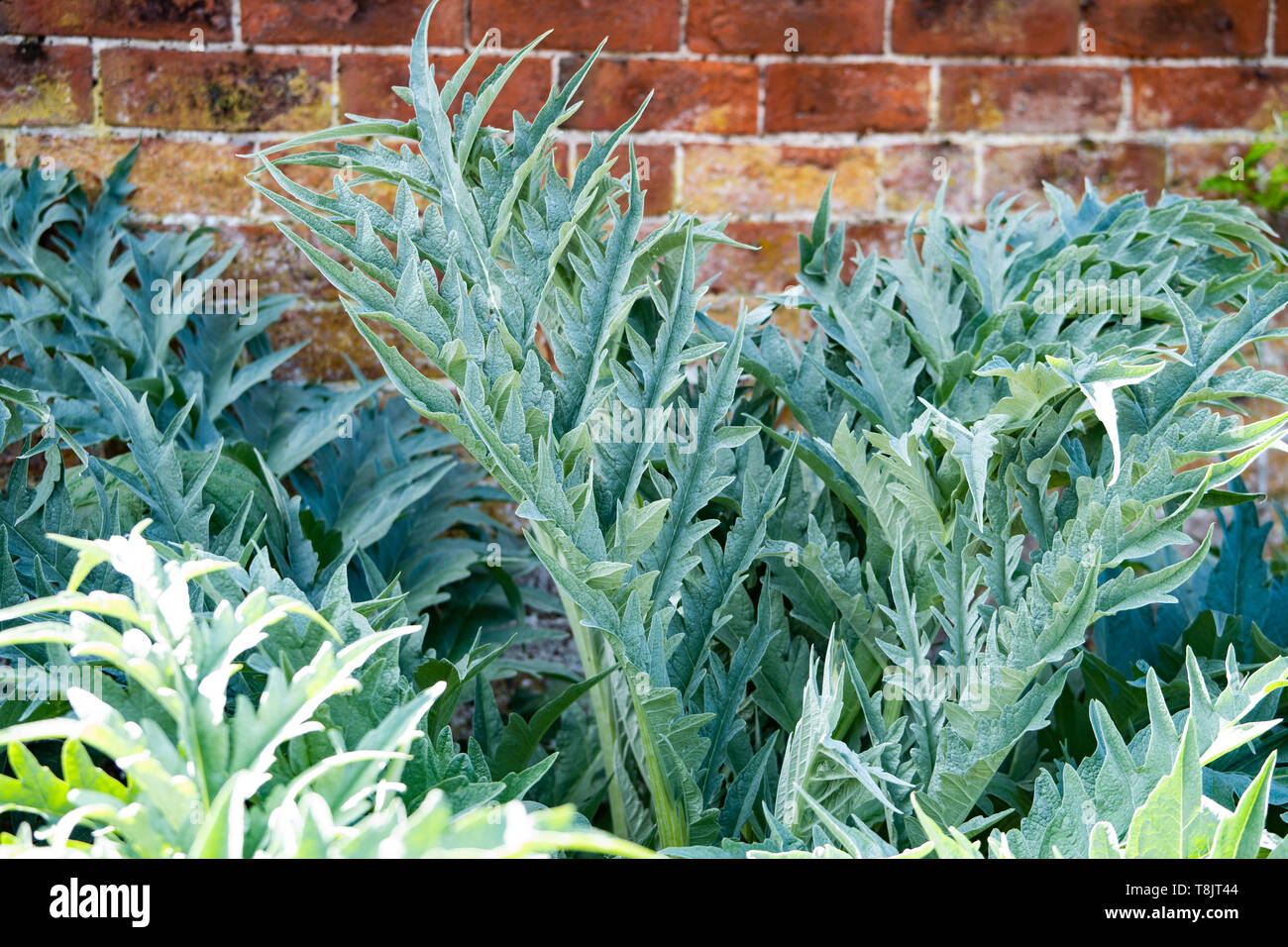 Carciofi (Cynara cardunculus) cresce in un giardino DEL REGNO UNITO Foto Stock