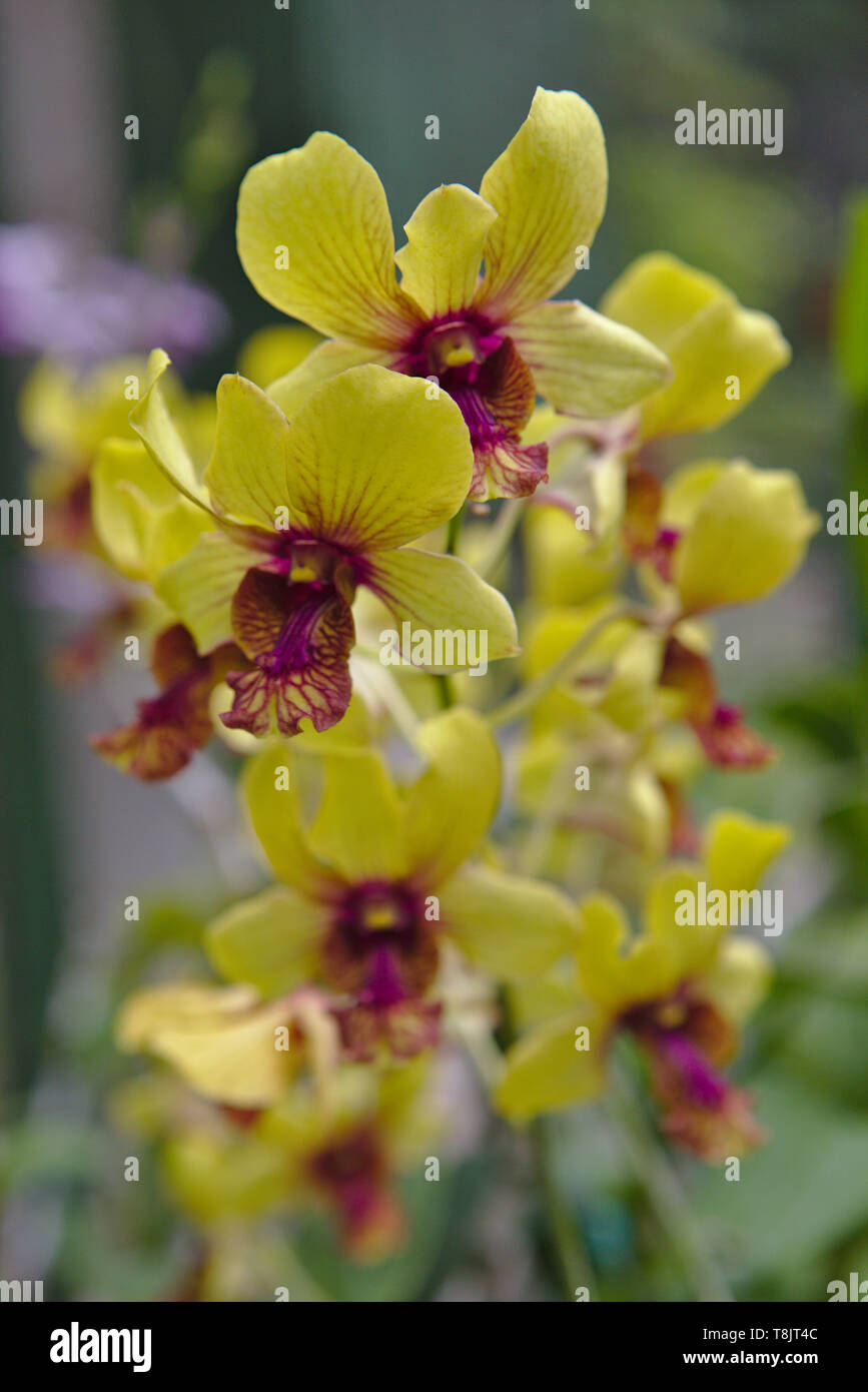 Le orchidee di colore giallo con una linguetta rosa Foto Stock