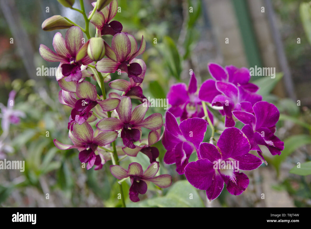 Rosa a strisce e orchidee Foto Stock