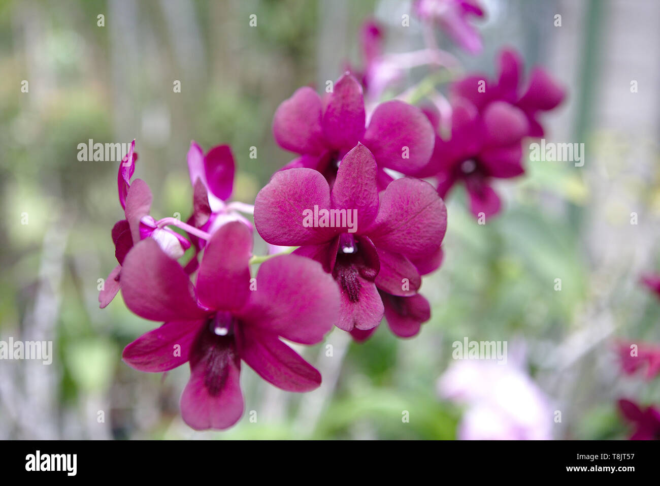 Close up di orchidee rosa Foto Stock