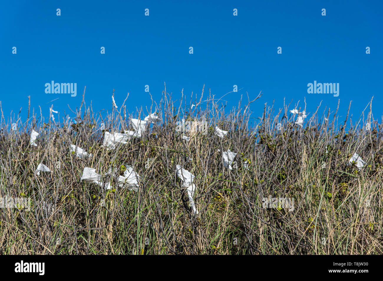 Cucciolata catturati in erba e rovi. Foto Stock