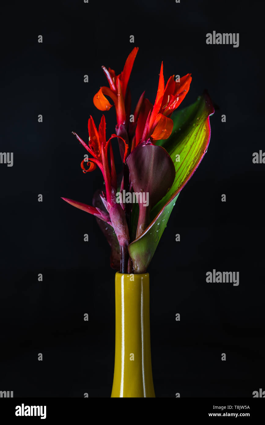 Canna indica fiore in un vaso di colore giallo Foto Stock