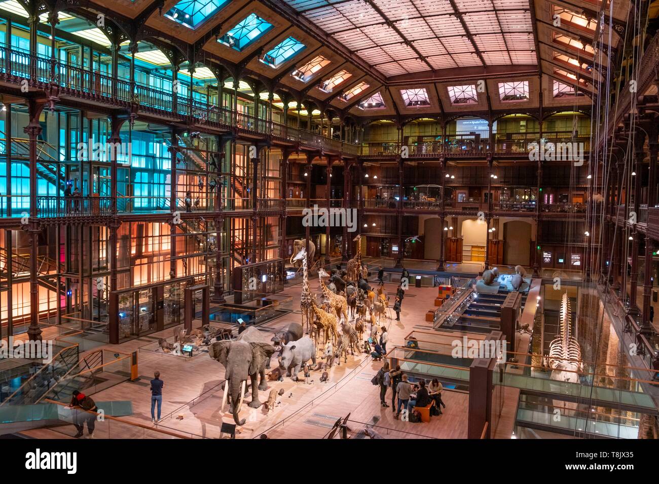 Francia, Parigi, Museo Nazionale d'Histoire Naturelle (museo nazionale di  storia naturale), la Grande Galerie de l'Evolution (galleria) dal Foto  stock - Alamy