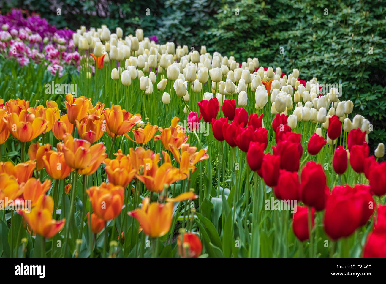 Multi-colore di tulipani & tulip letto - Giardini Keukenhof - fiori di primavera in Olanda - i tulipani nei Paesi Bassi - Tulipa specie - famiglia Liliaceae Foto Stock