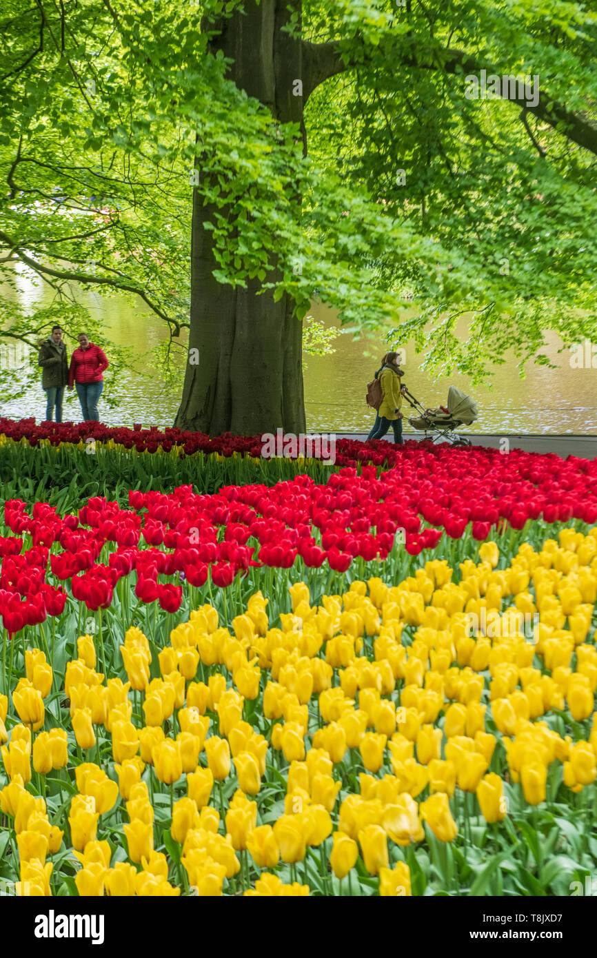 Giardini Keukenhof turisti - Paesi Bassi - turismo tulipani - rosso e tulipani gialli - tulip aiuole di fiori - tulip fiori - tulipani rossi - tulipani gialli Foto Stock
