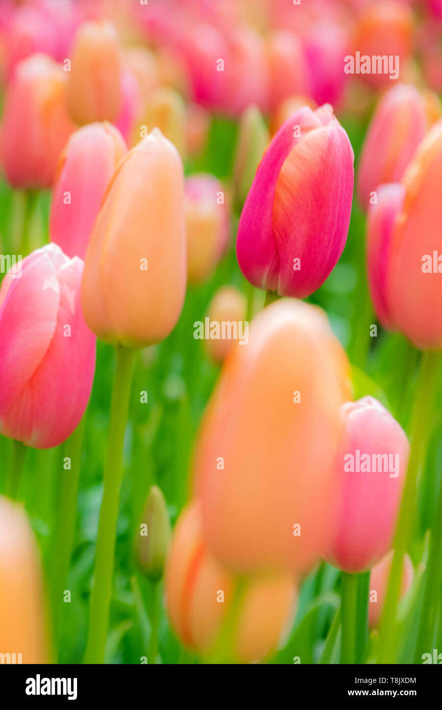 Rosa e Arancio tulipani & tulip letto - Giardini Keukenhof - fiori di primavera in Olanda - i tulipani nei Paesi Bassi - Tulipa specie - famiglia Liliaceae Foto Stock