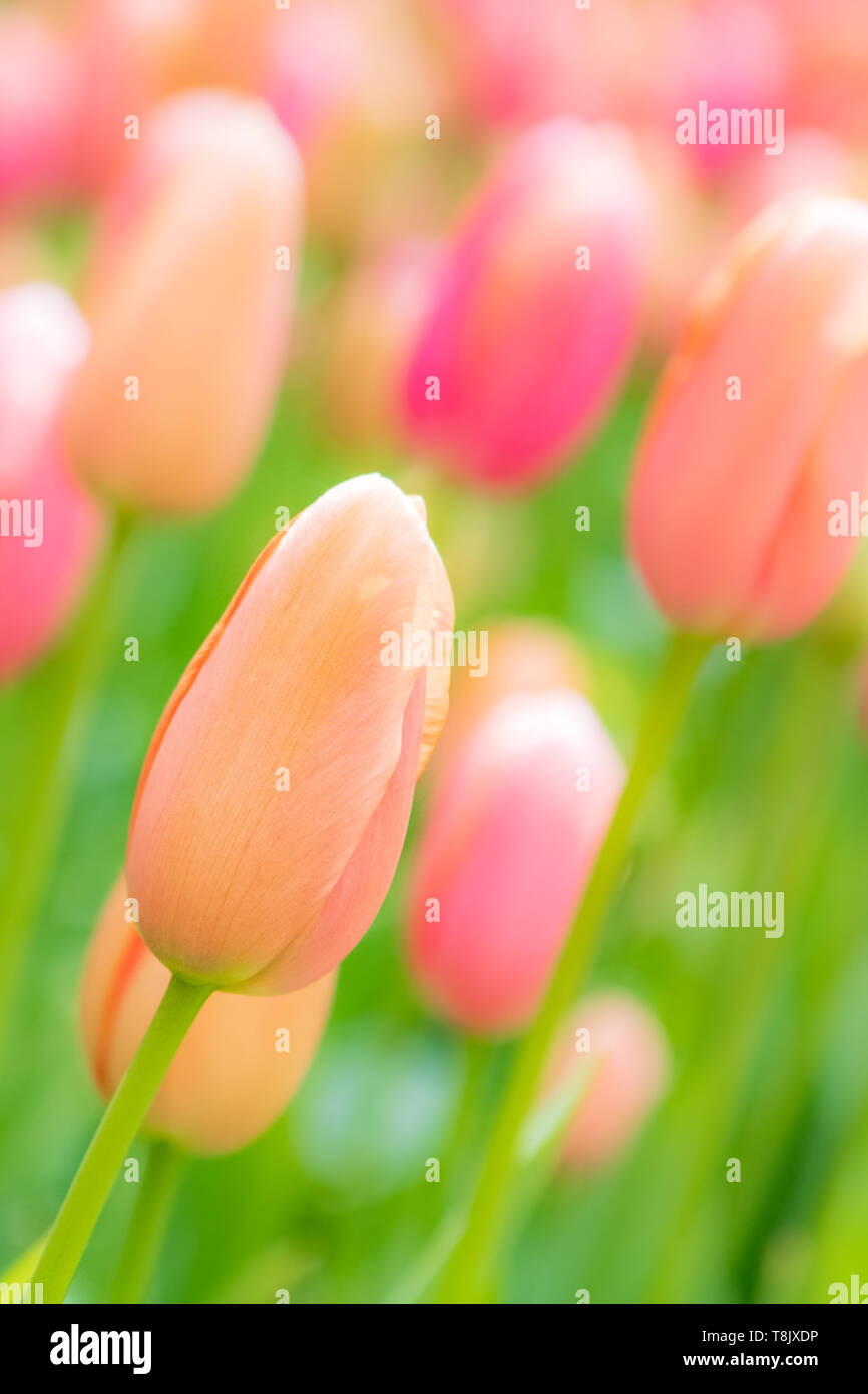 Arancione e rosa tulipani & tulip letto - Giardini Keukenhof - fiori di primavera in Olanda - i tulipani nei Paesi Bassi - Tulipa specie - famiglia Liliaceae Foto Stock